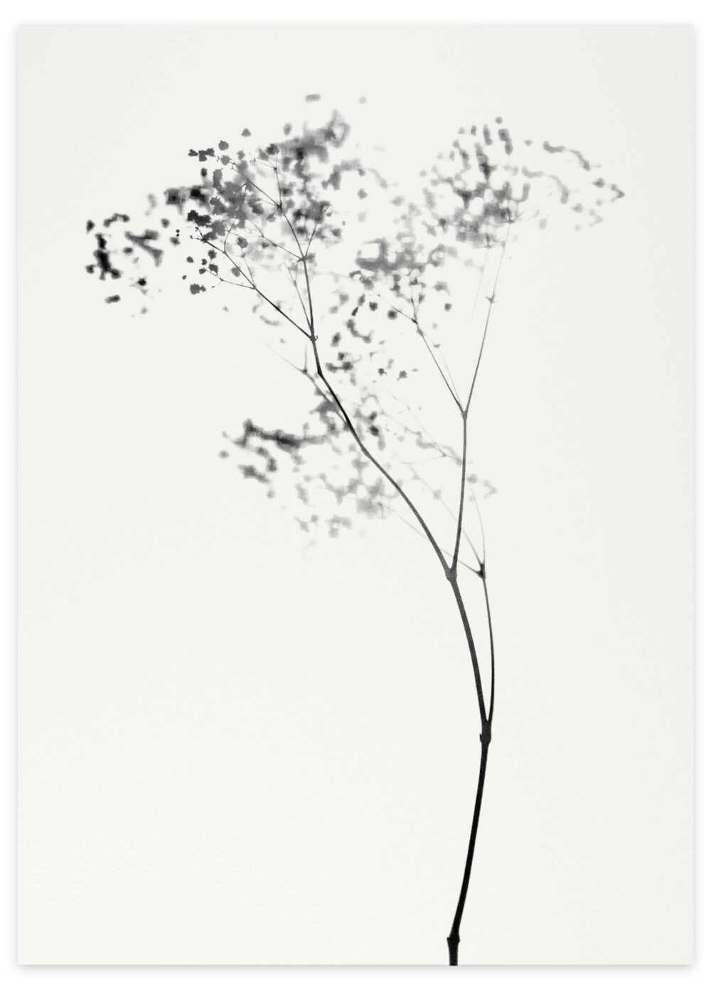 Fleurs de peau II – C. Guisset