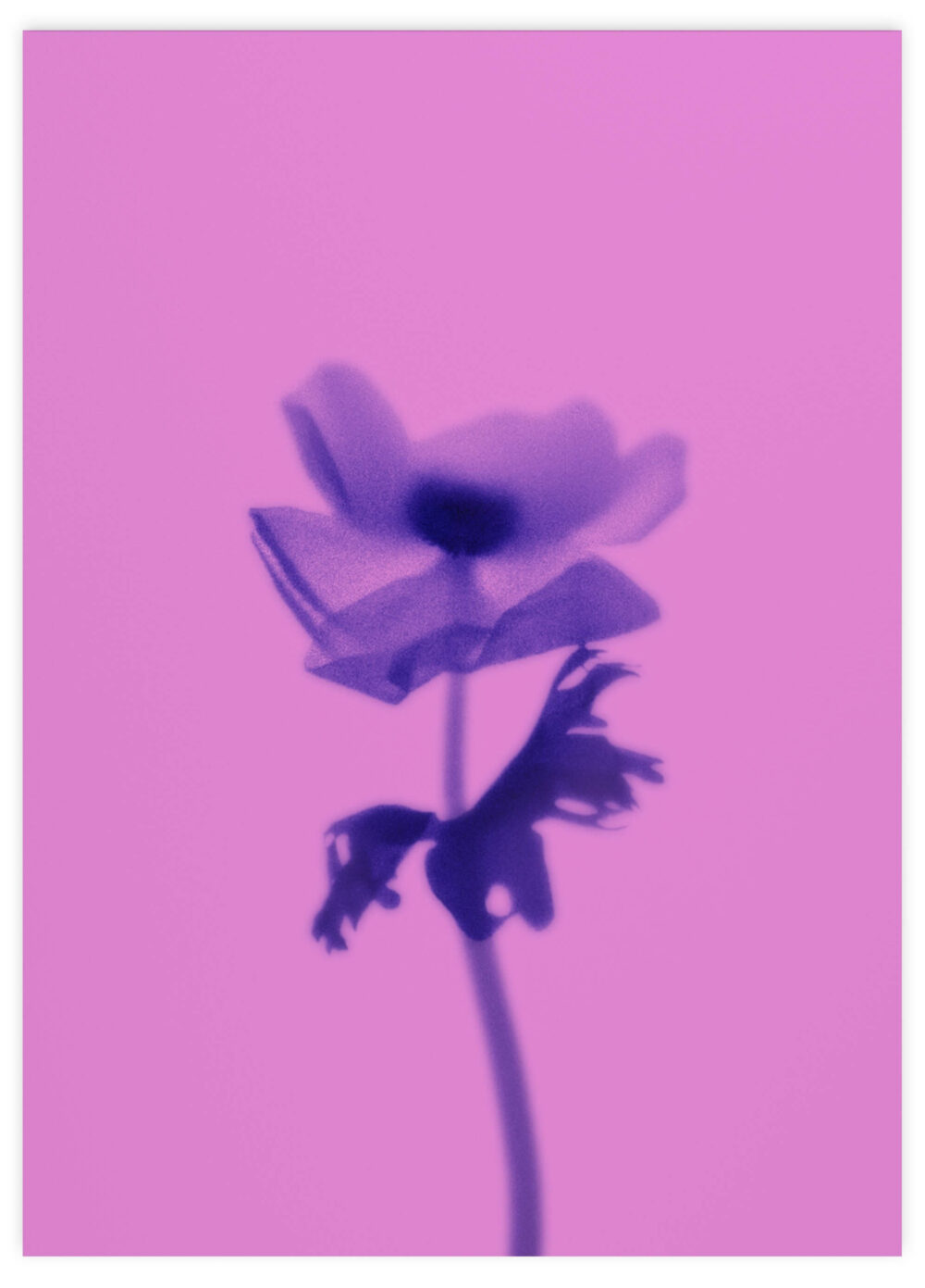 Fleurs de peau I – C. Guisset